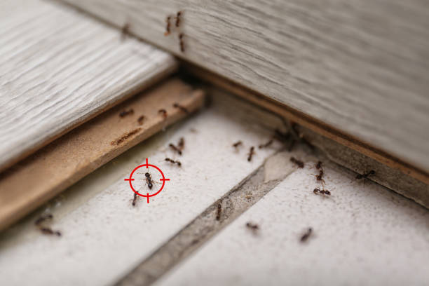 Best Best Pest Control Companies  in Keowee Key, SC